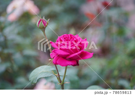 薔薇の花 オールドレンズ 薔薇の花 オールドレンズ 78659813