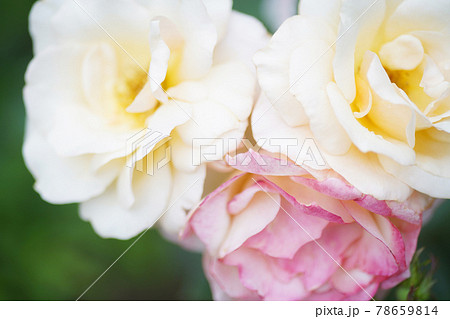 薔薇の花 オールドレンズ 薔薇の花 オールドレンズ 78659814