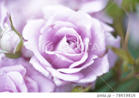薔薇の花 オールドレンズ 薔薇の花 オールドレンズ 78659816