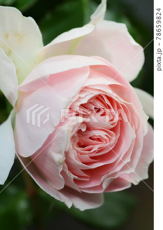 バラ パシュミナのアップ バラ パシュミナのアップ 78659824