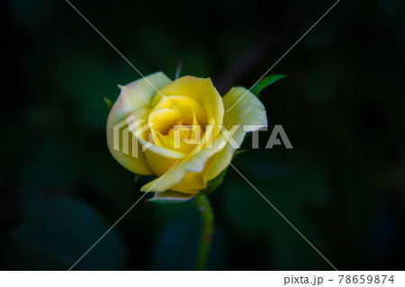 黄色の薔薇の花 78659874