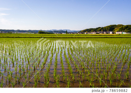 水田の風景 78659882