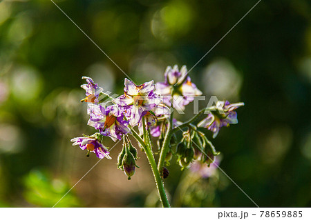 じゃがいもの花 じゃがいもの花 78659885