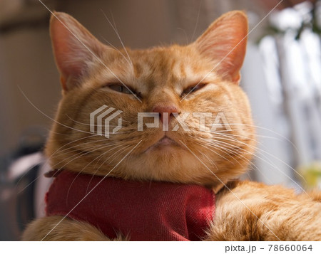 ベランダで寝ぼけ眼の飼い猫の写真素材 ベランダで寝ぼけ眼の飼い猫の写真素材