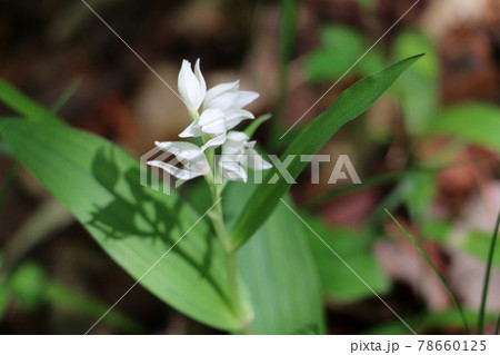 純白の花のシルエットが躍るササバギンラン 純白の花のシルエットが躍るササバギンラン 78660125