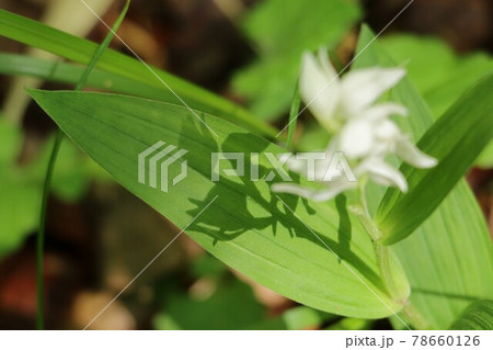 ササバギンランのシルエット 78660126