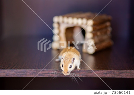 A gerbil runs on a shelf against the background of a wooden house. Red mustache rodent with long mustache A gerbil runs on a shelf against the background of a wooden house. Red mustache rodent with long mustache 78660141