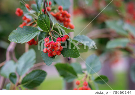 Red small berries such as viburnum or hawthorn on a tree branch close up, blurred background from the back 78660144