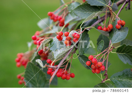 Red small berries such as viburnum or hawthorn on a tree branch 78660145