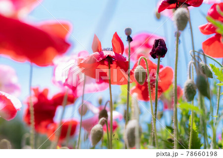 下から目線をあげるとそこには青空バックに映えるかわいい赤白ピンクのポピーが咲いていたの写真素材