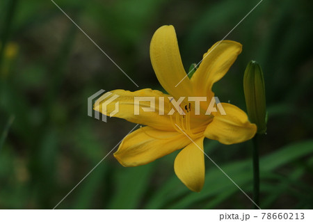 初夏の訪れを告げる鮮やかな黄橙色のムサシノキスゲ 78660213