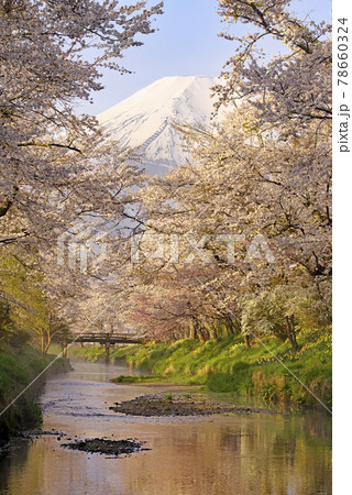 早朝の桜と富士山 78660324