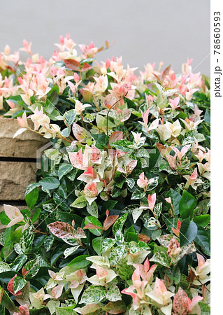 ハツユキカズラ（初雪葛）　ピンク色の若葉 78660593