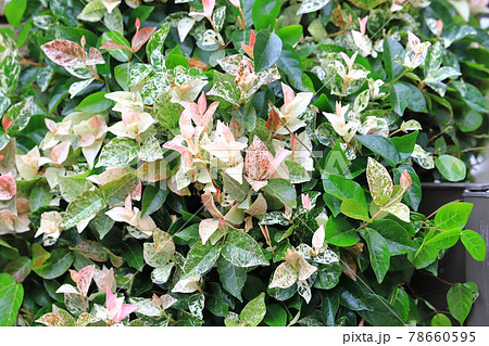 ハツユキカズラ（初雪葛）　ピンク色の若葉 78660595