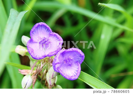 花弁が丸まったムラサキツユクサ(紫露草)暑い夏が苦手です! 花弁が丸まったムラサキツユクサ(紫露草)暑い夏が苦手です! 78660605