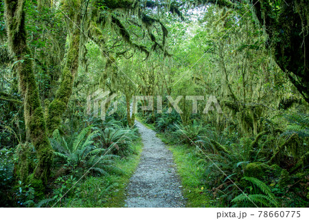 世界一美しい散歩道「ミルフォードトラック」1日目｜ニュージーランドハイキング 78660775