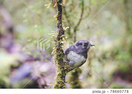 世界一美しい散歩道「ミルフォードトラック」1日目|ニュージーランドハイキング 世界一美しい散歩道「ミルフォードトラック」1日目|ニュージーランドハイキング 78660778