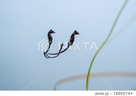 サンゴタツ 仙台うみの杜水族館 宮城県仙台市 78660784