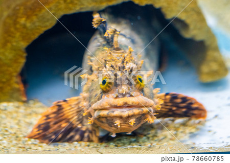 フサギンポ 仙台うみの杜水族館 宮城県仙台市 フサギンポ 仙台うみの杜水族館 宮城県仙台市 78660785