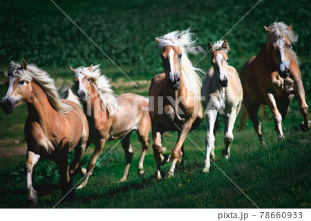 Group of haflinger horses run in the meadow 78660933