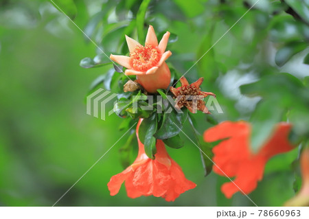 ざくろの花と膨らみ始めた実 78660963