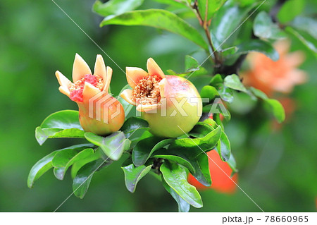 ざくろの花と膨らみ始めた実 78660965