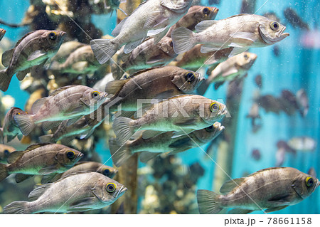 メバル 仙台うみの杜水族館 宮城県仙台市 78661158