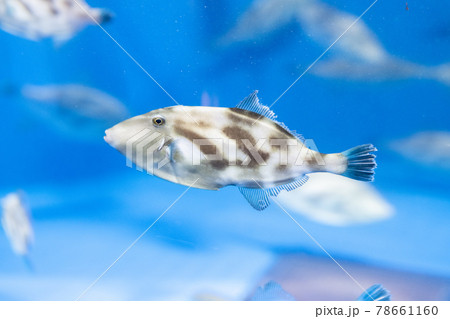 ウマヅラハギ 仙台うみの杜水族館 宮城県仙台市 ウマヅラハギ 仙台うみの杜水族館 宮城県仙台市 78661160