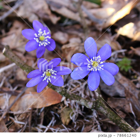 Blue spring snowdrop flowers in last fall's dry leaves Blue spring snowdrop flowers in last fall's dry leaves 78661240