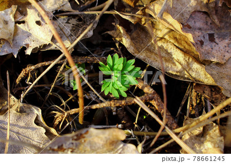 Young spring greenery in old and dry last fall leaves 78661245