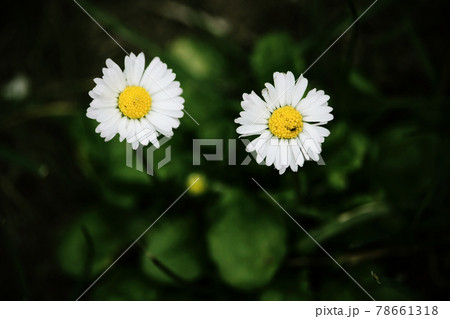 Two small white field daisies with yellow center Two small white field daisies with yellow center 78661318