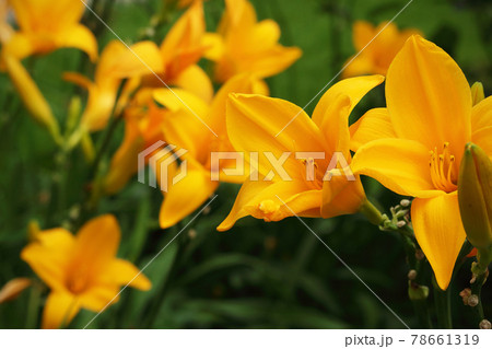Bright orange lilies on blurred green background Bright orange lilies on blurred green background 78661319