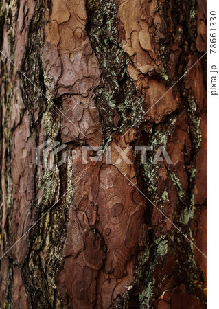 Forest tree bark wood textured trunk background Forest tree bark wood textured trunk background 78661330