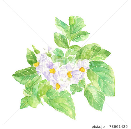ジャガイモの花 メイクィーン 馬鈴薯 水彩 素材 白バック Png のイラスト素材