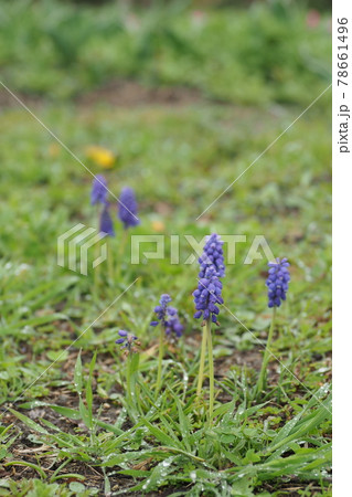 ムスカリの花 ムスカリの花 78661496
