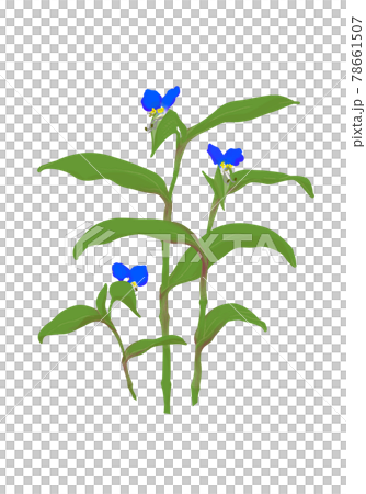 露草のイラスト 露草のイラスト 78661507