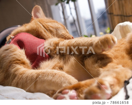 ベランダで毛繕いをする茶色の猫 78661658