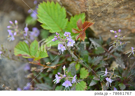 ミヤマクワガタ 78661767