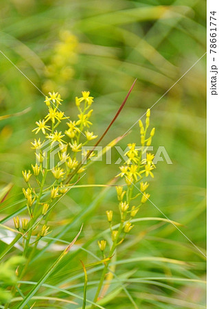 キンコウカ キンコウカ 78661774