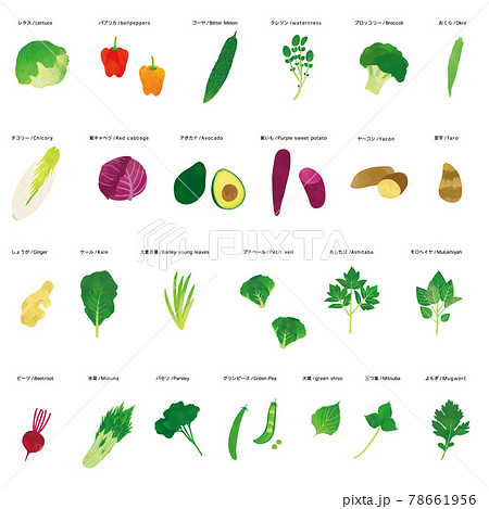 野菜　水彩タッチイラストセット 78661956
