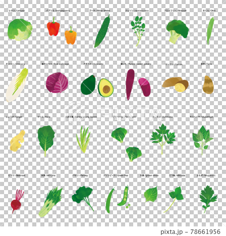 野菜　水彩タッチイラストセット 78661956