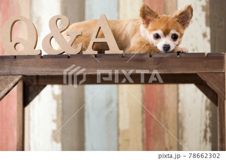 Q&A　チワワ 78662302