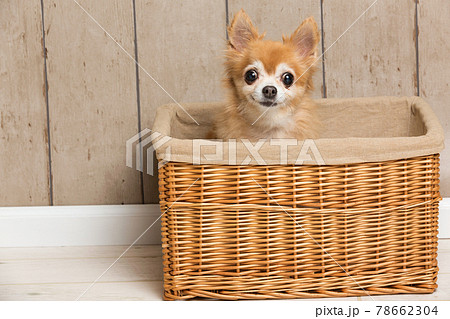 チワワ 78662304