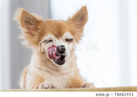 舌を出すチワワの写真素材