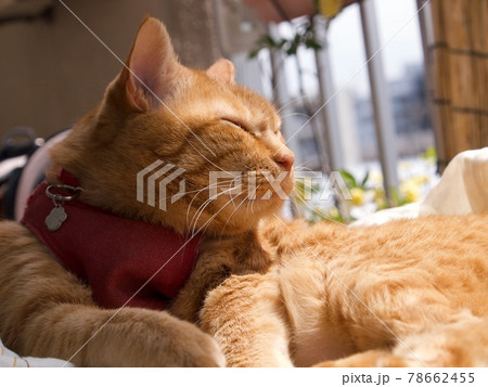ベランダで日光浴をする茶色の猫 ベランダで日光浴をする茶色の猫 78662455