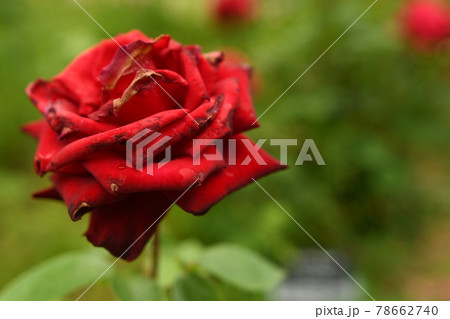 少し花が枯れかけた赤いバラ 78662740