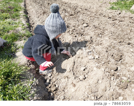 Little girl helping to plant potatoes in the village, mom with baby on the field. 78663059