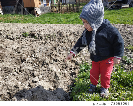 Beautiful little girl planting potatoes in the village with her mother. 78663062
