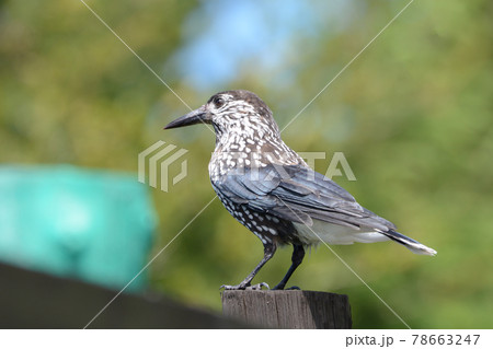 ホシガラス ホシガラス 78663247