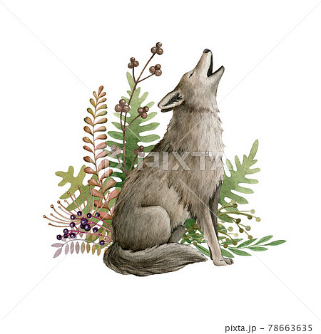 Wolf Animal And Forest Herbs Watercolor のイラスト素材